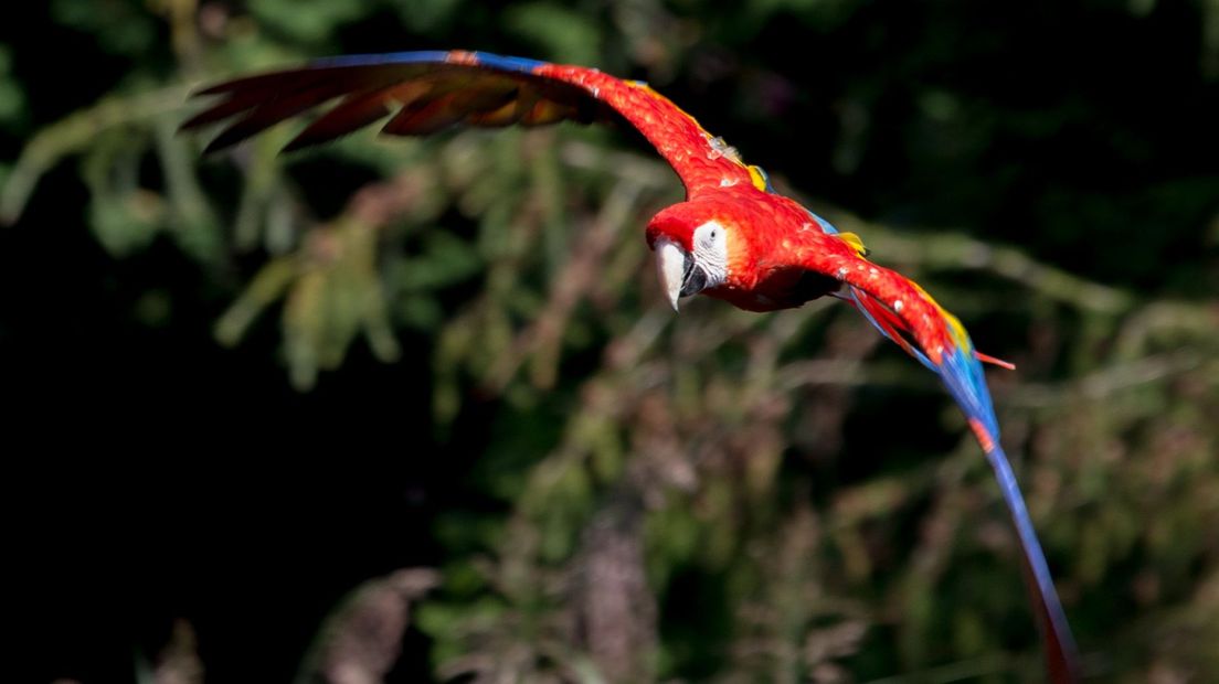 Ee geelvleugelara in Avifauna