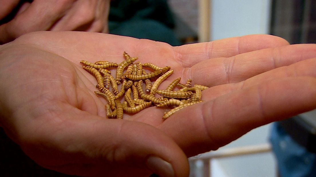 Krekels en meelwormen snacks van de toekomst