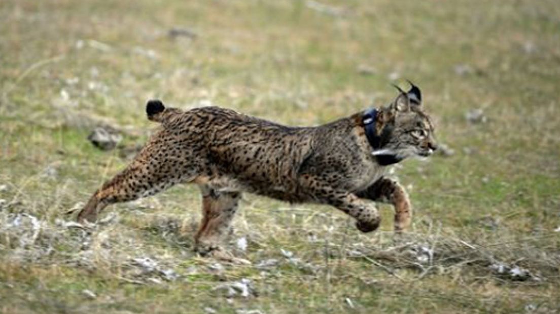 'Lynx gezien in bos bij Overasselt'