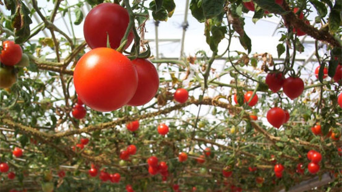 'Wageningen' laat tomaat ook 's nachts groeien
