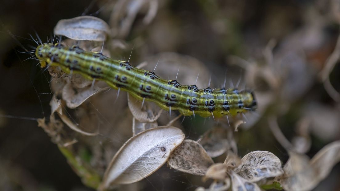 De rups van de buxusmot