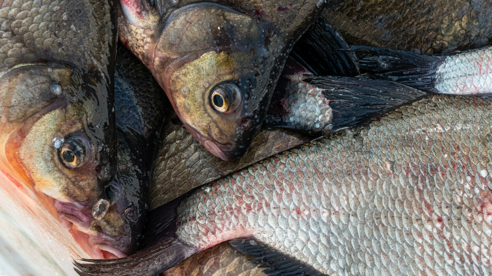 Vissers jagen met veel lawaai illegaal op vis