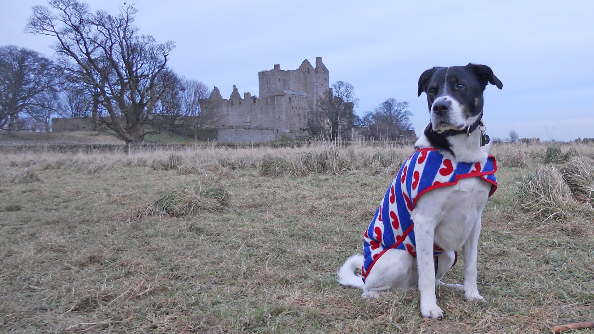 Hedwig har hûn Ty mei in Frysk jaske oan by Craigmillar Castle