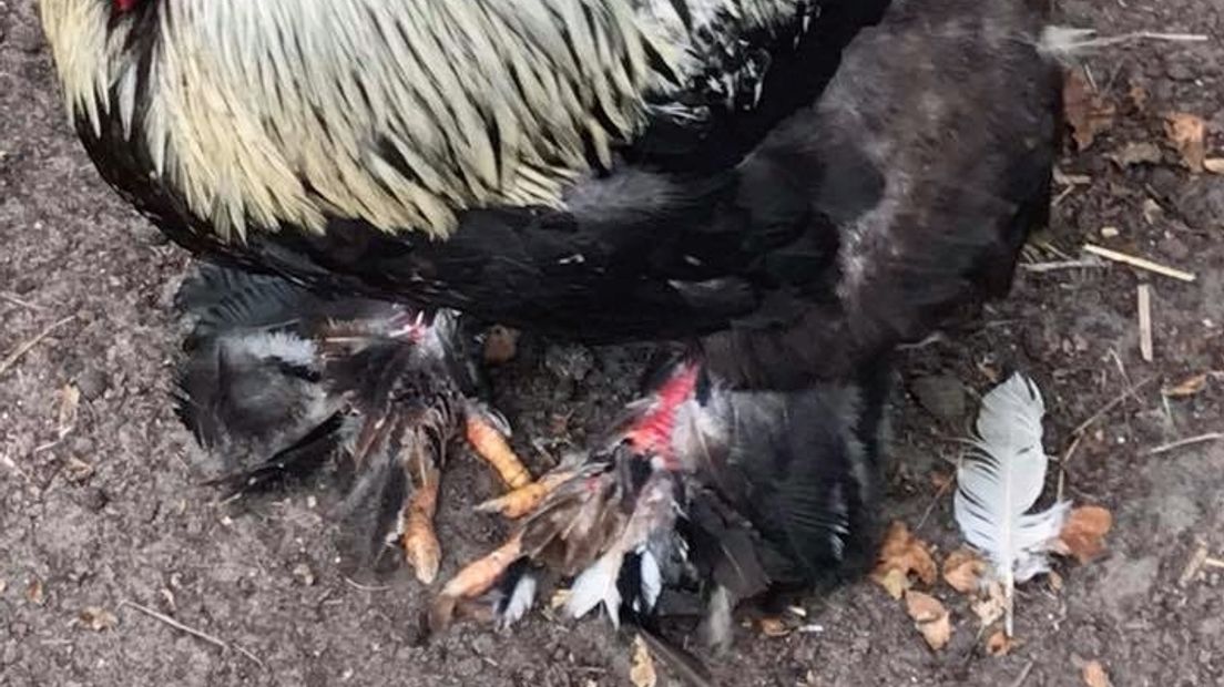 Kip met kale plekken bij Marina Beach in Hoek