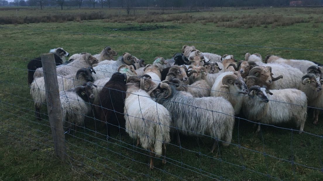 Schapen worden geregeld aangevallen door honden en wolven (Rechten: RTV Drenthe)