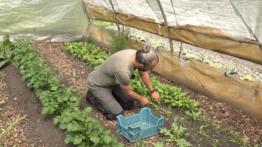 Arthur Buitelaar in zijn moestuin.