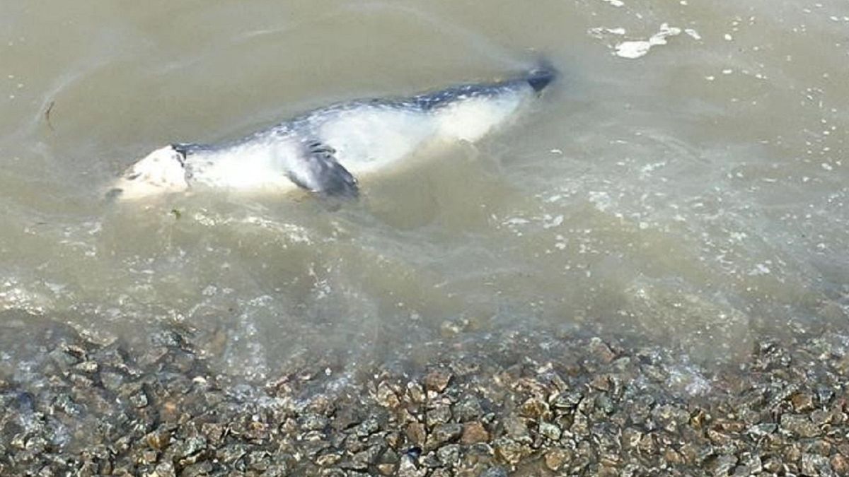 Zeehonden aangespoeld, advies: niet aanraken vanwege mogelijke vogelgriepbesmetting