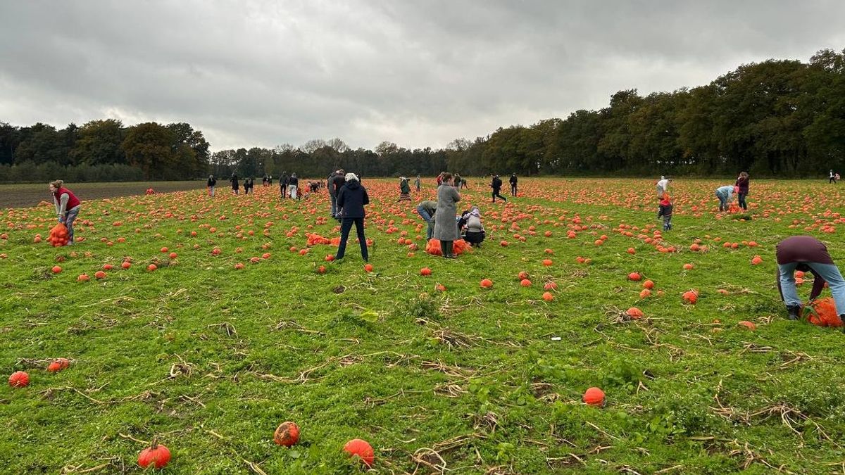 Pompoen-knoerten van Jan uit Raalte krijgen extra raapdagen en crowdfunding