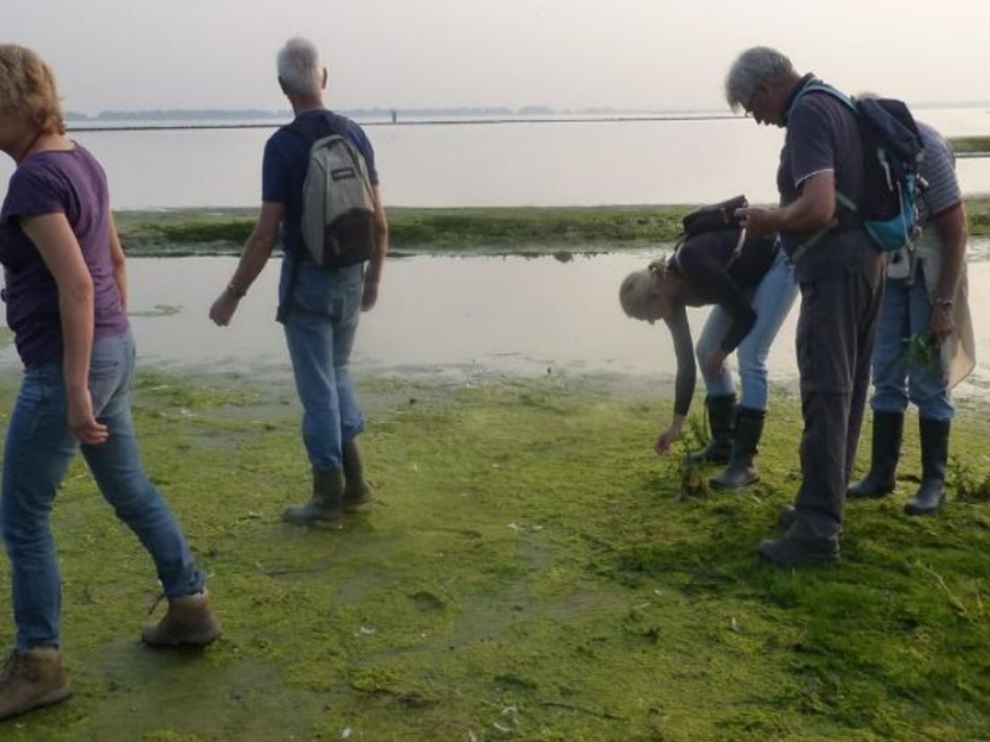 Floristen op onderzoek in de Hoeksche Waard