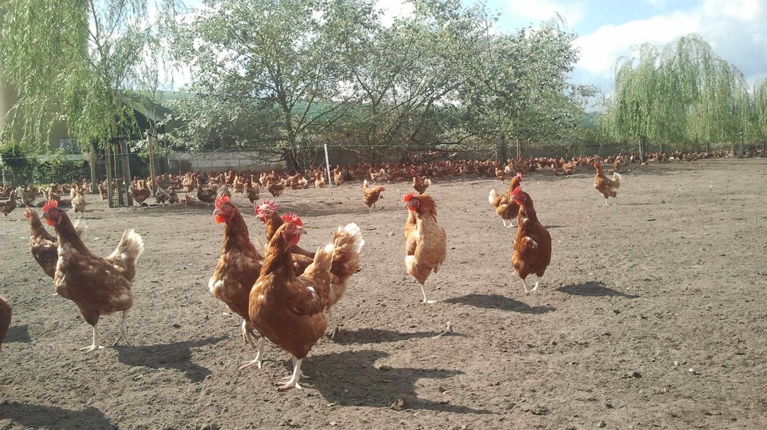 Kippen moeten verplicht binnen blijven (Rechten: archief RTV Drenthe)