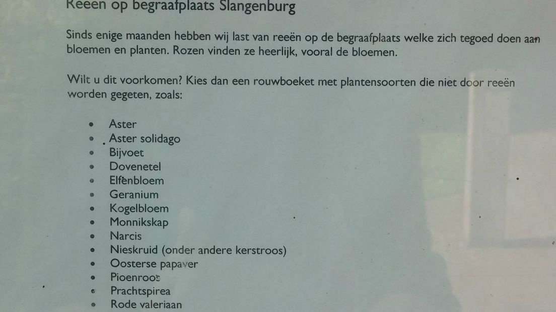 Reeën knabbelen geregeld aan de rouwkransen en bloemstukken op begraafplaats Slangenburg in Doetinchem. Bij de begraafplaats is een informatiebord opgehangen.