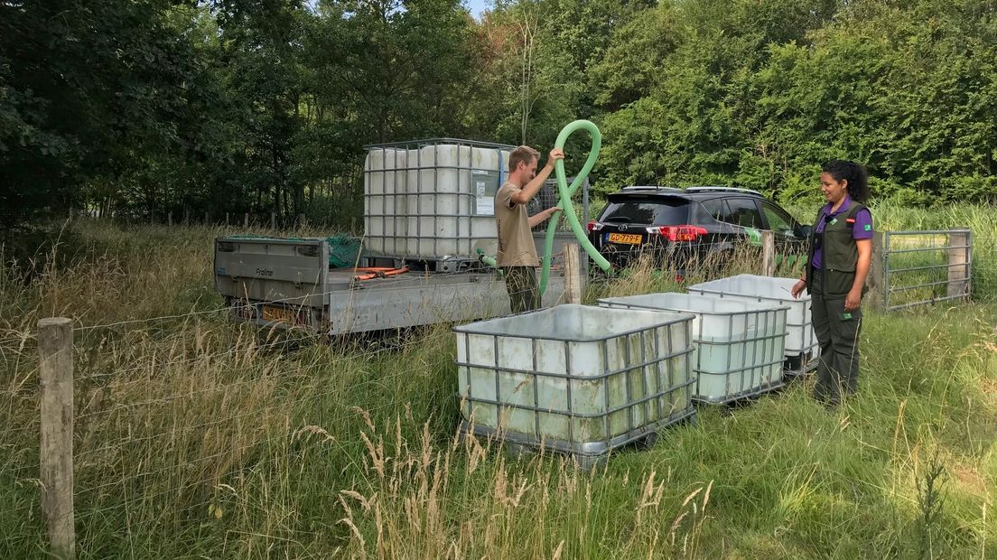 Boswachters geven wilde dieren in natuurgebieden extra water vanwege droogte