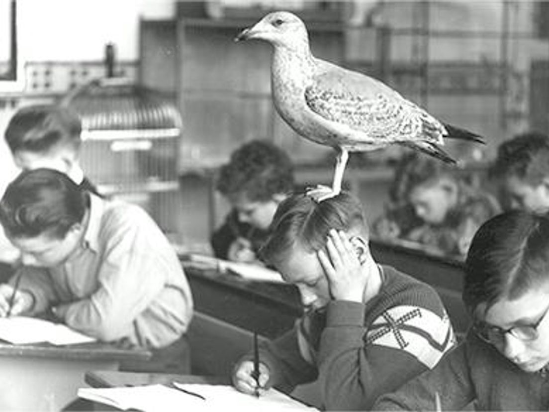 Schrijven met een vogel op je hoofd was bij meester Schot in de klas doodnormaal