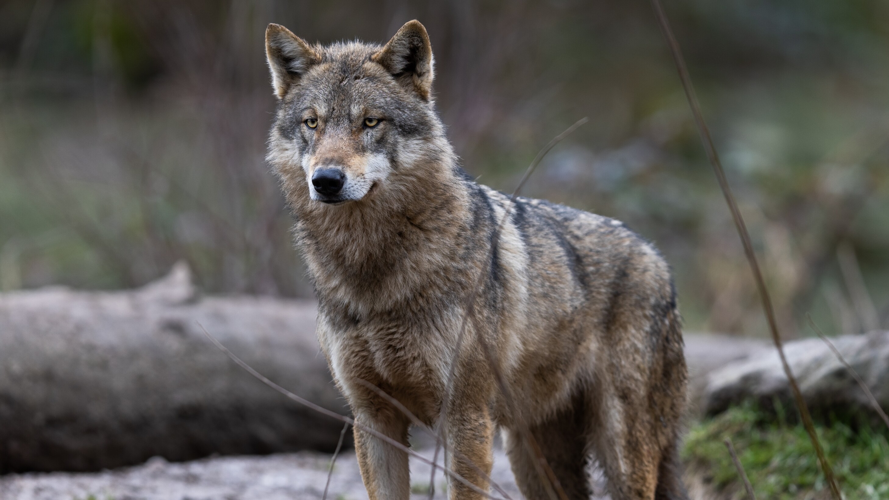 Frysk eksperimint hâldt wolf op ôfstân: "Enorm effectief, ik kan weer rustig slapen"