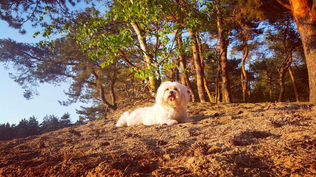 Het is heet buiten, maar ook Snowy! (Zo heet de hond. U snapt wat wij bedoelen.)