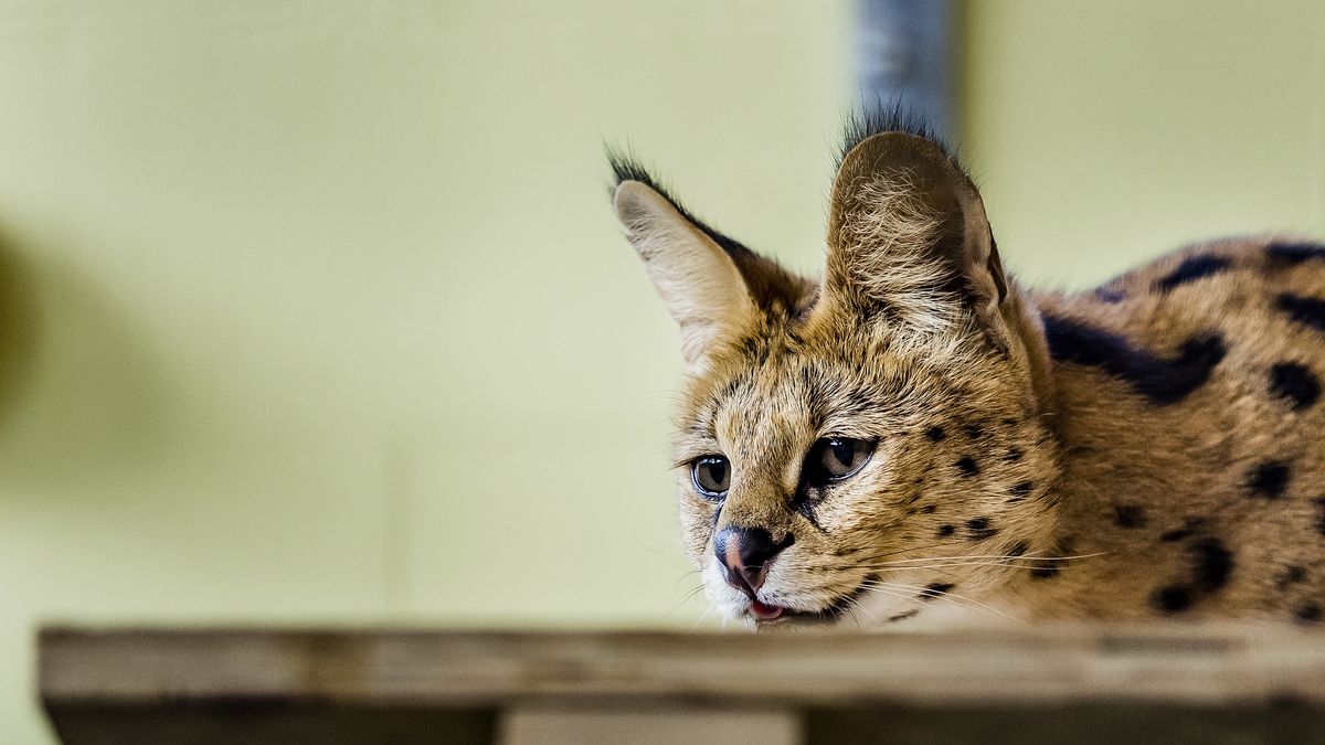 Serval ontsnapt in Lexmond, politie waarschuwt: 'Laat kinderen en dieren niet alleen buiten'
