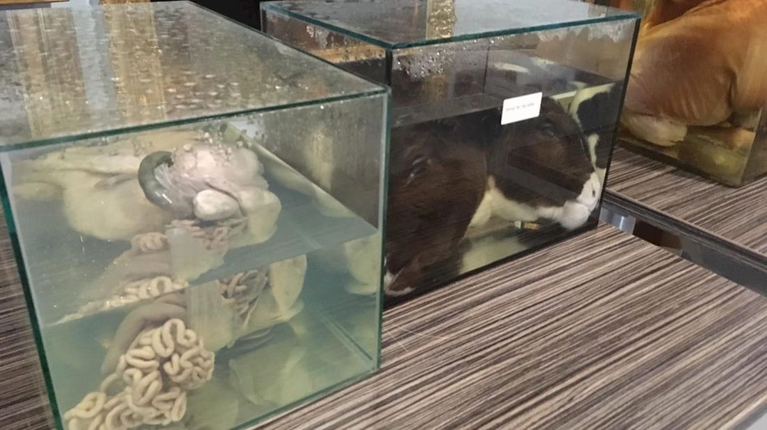 Dieren met afwijkingen op sterk water in museum TwentseWelle