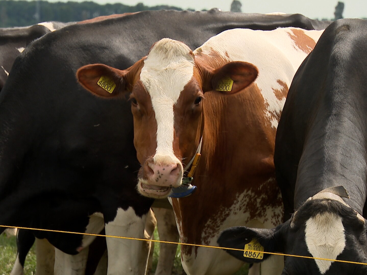 Stikstofplan: zeven Zeeuwse natuurgebieden krijgen zone van 500 meter