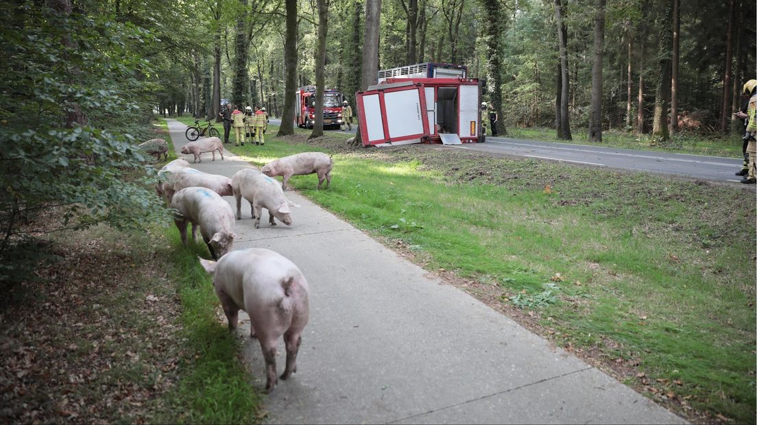 Varkens omgekomen in Ommen