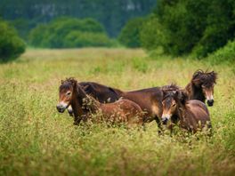 Paardenhouders eisen in kort geding dat exmoorpony's van Aekingerzand worden verwijderd