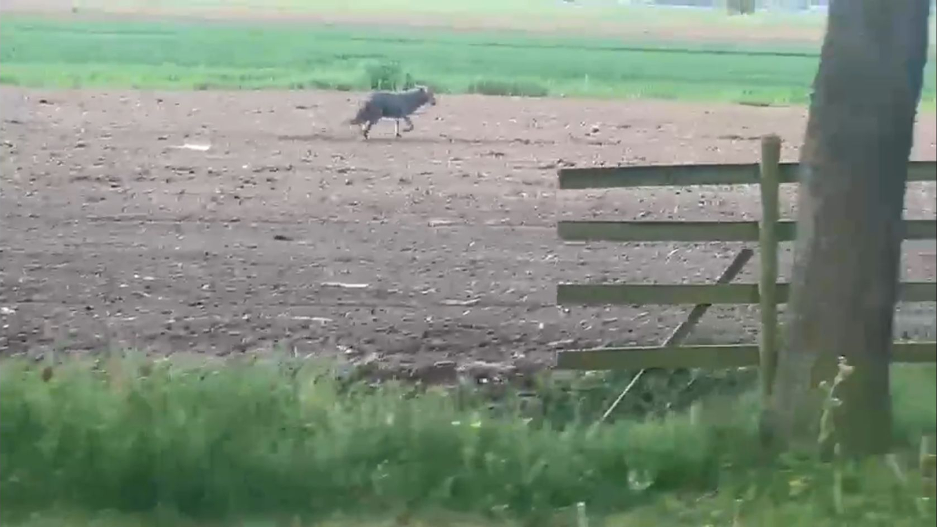 Wolf gespot in Everdingen: 'Lijkt erop dat hij wat rondzwerft'