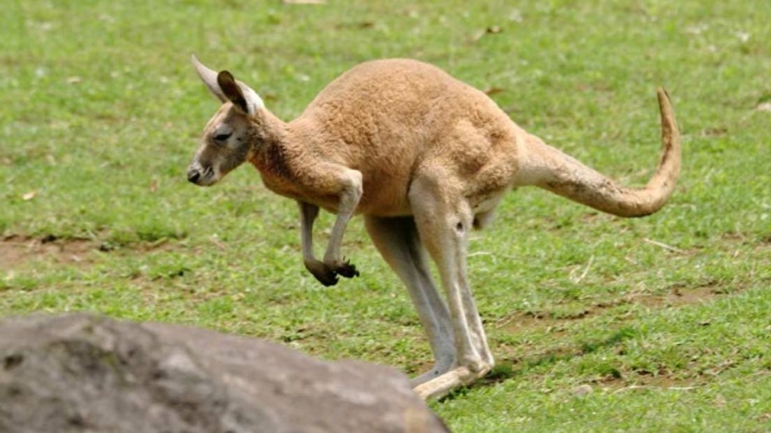 Kangoeroe loopt los rond