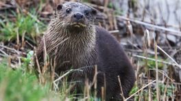 Doodzieke otter is weer beter en vrijgelaten: 'We waren aan hem gehecht geraakt'