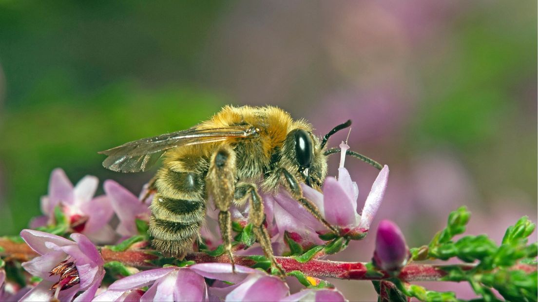Steeds minder wilde- en honingbijen in Overijssel