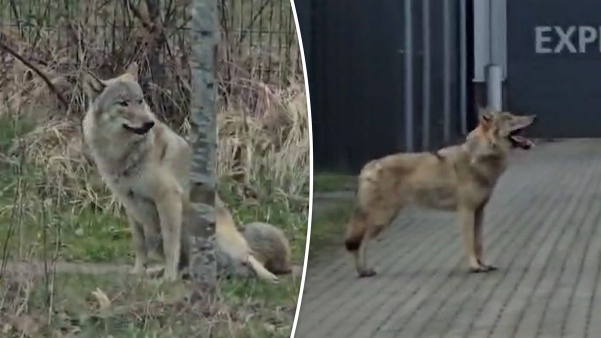 Wolf duikt op tijdens fietsexamen voor basisschoolleerlingen in Hengelo