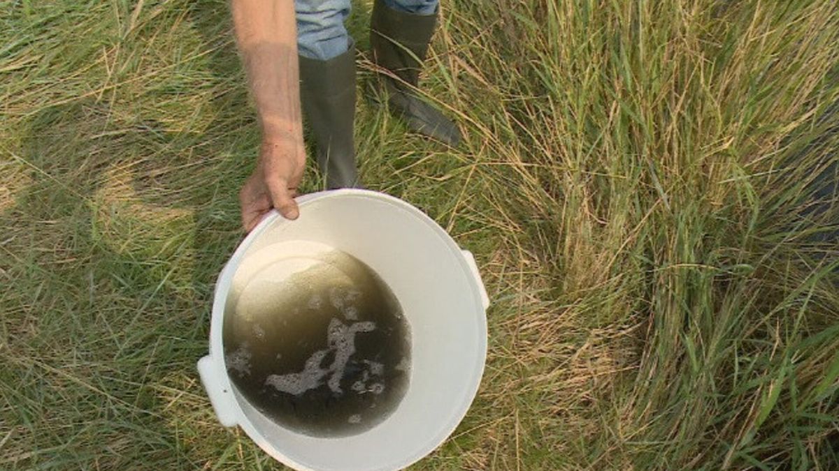 Palingen en vissers in paniek door 'gitzwart water' vlakbij gemaal van Schore