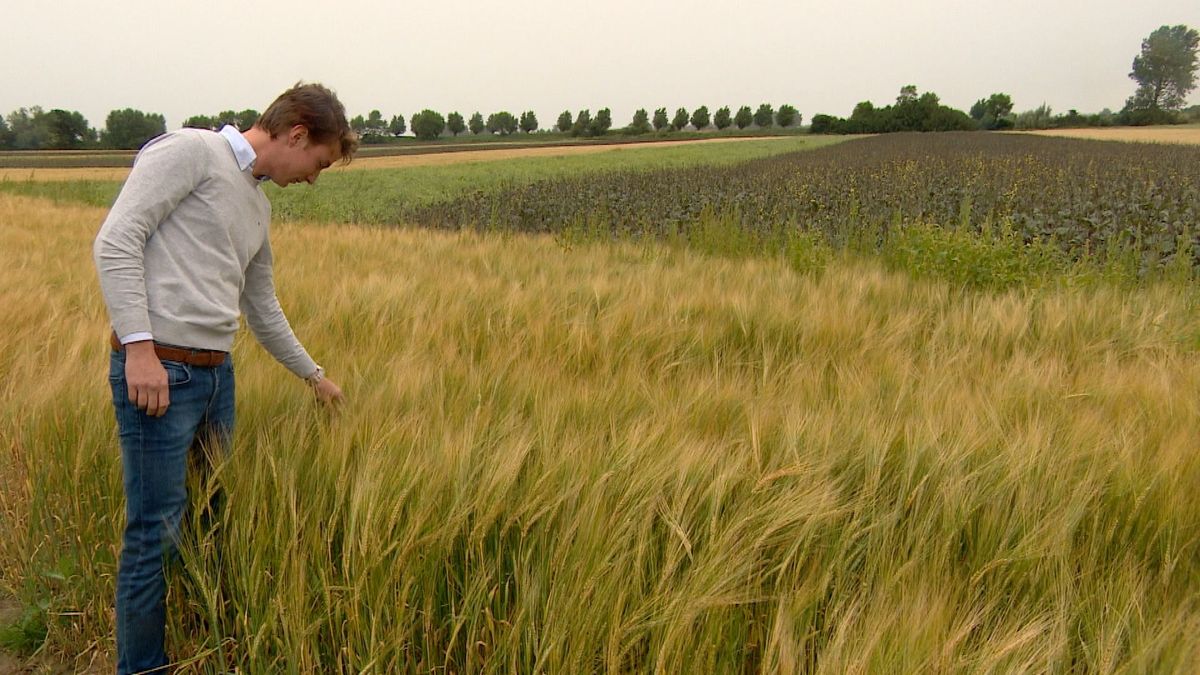 Jonge boer Jean-Luc ziet brood in milieuvriendelijke landbouw