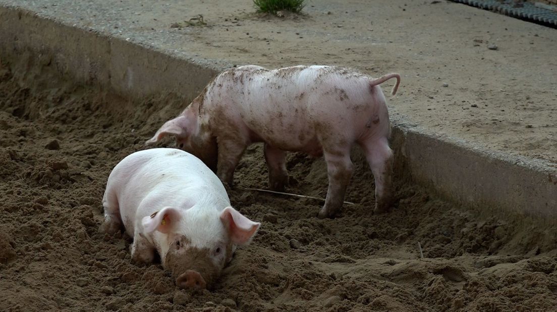 De biggetjes bij zonvarken mogen buiten wroeten.