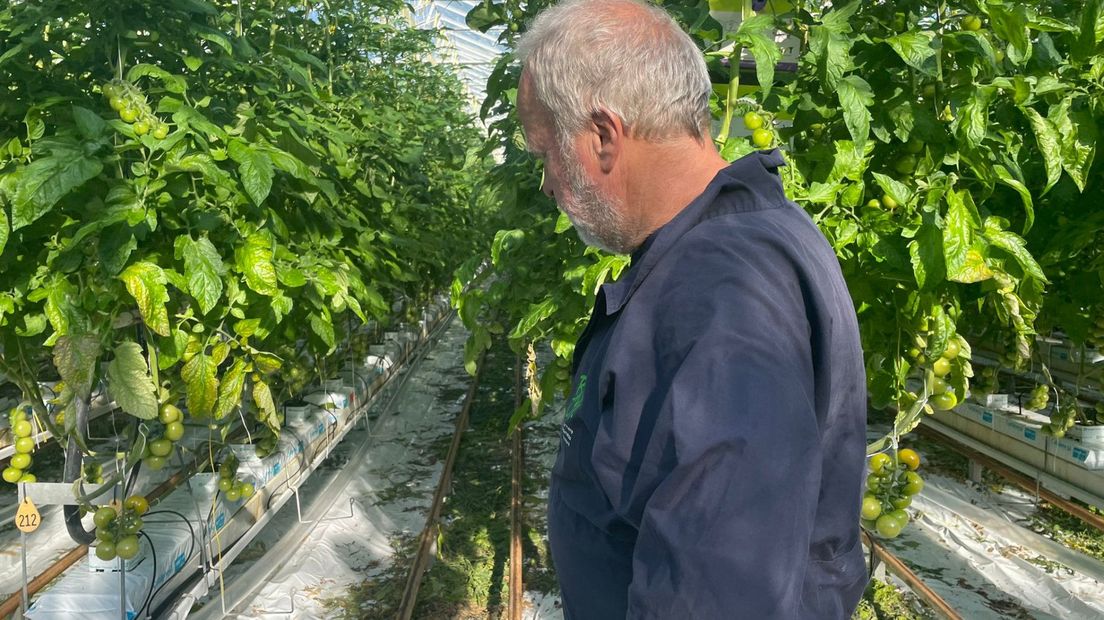 Hans Zwinkels inspecteert zijn afvoer in de kas