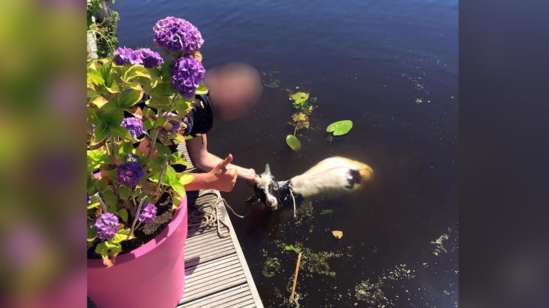 Ook het geitje nam op deze warme dag een verfrissende duik