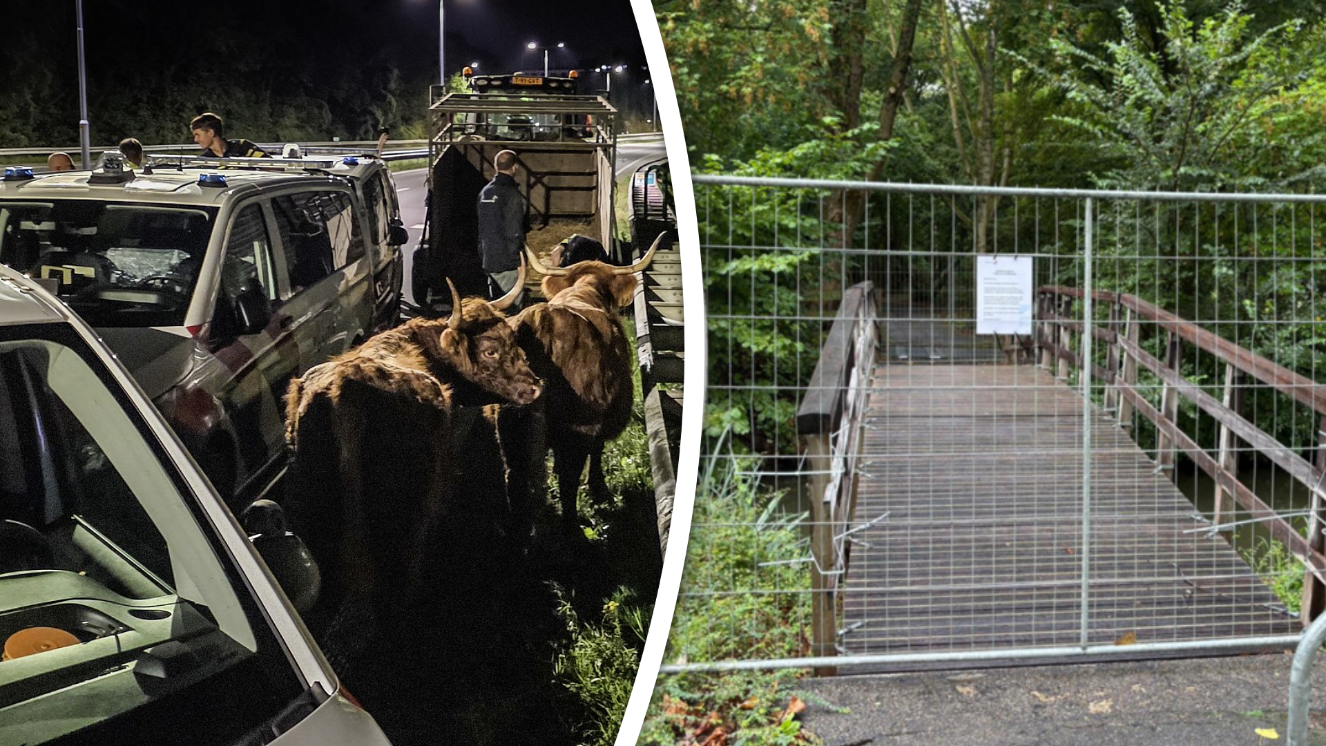 Het park waar de Schotse hooglanders staan, is afgezet.