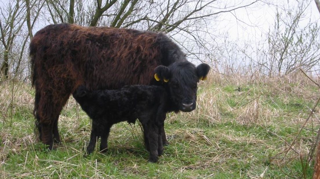 De Galloways zijn naar hoger gelegen gebied gebracht