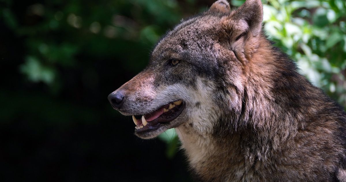 Steeds meer aanvallen van wolven op schapen en andere dieren RTV Utrecht