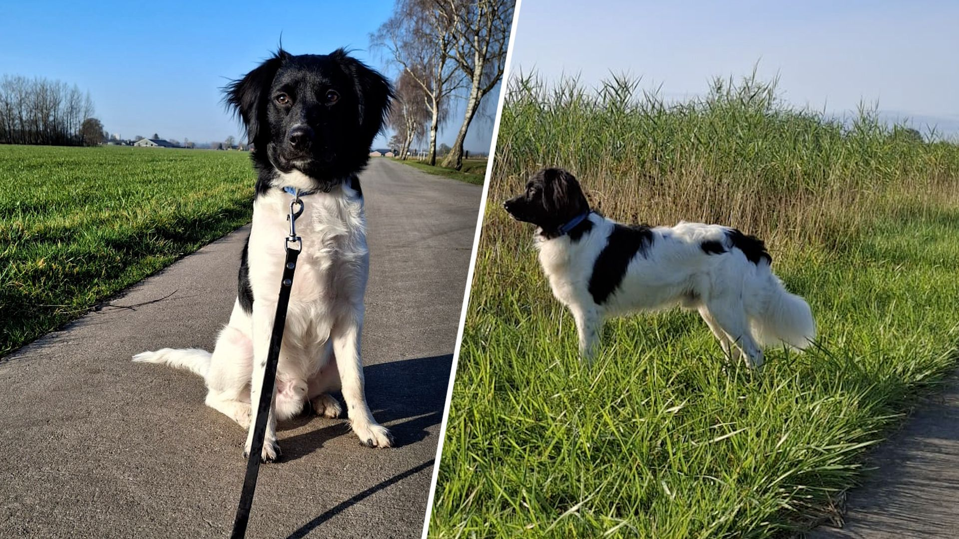 Hond Teun schrok enorm van vuurwerk en is sindsdien vermist