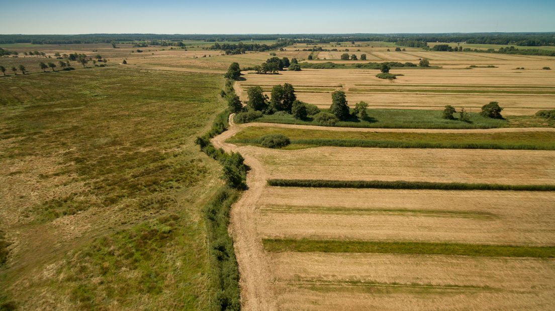 Boeren die door de droogte in problemen zijn geraakt krijgen hulp van de overheid (Rechten: Fred van Os / RTV Drenthe)