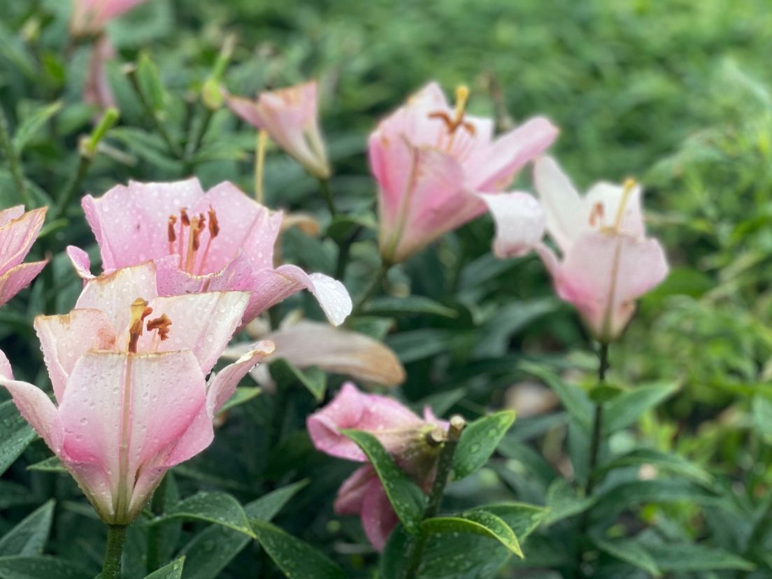 Geen tijdelijk verbod op nieuwe lelieteelt, maar provincie staat wel in de startblokken