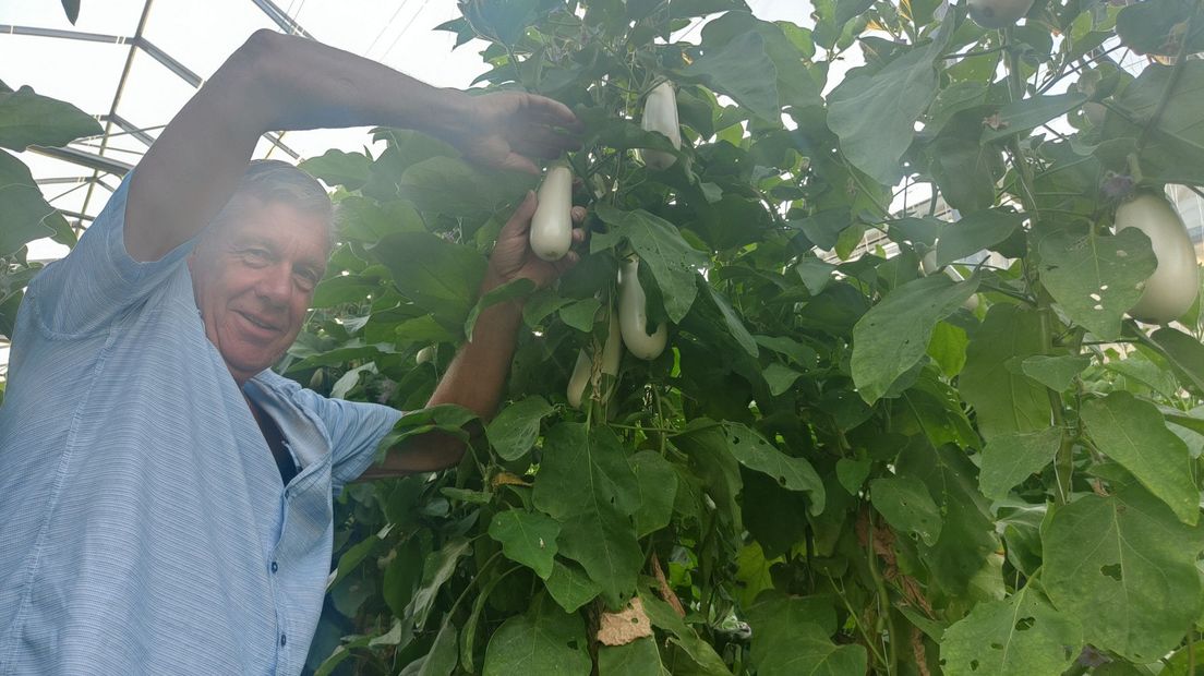 Ted van Luijk in zijn auberginekwekerij