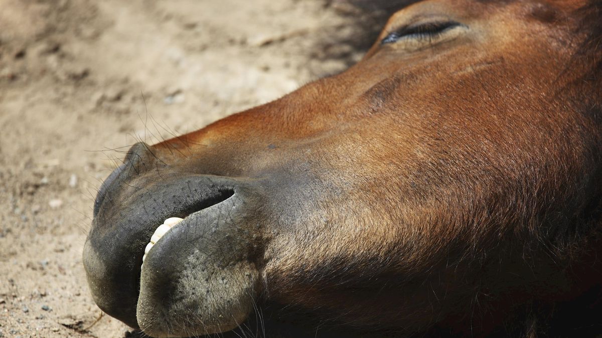 Merrie na vermoedelijke mishandeling om het leven gekomen in Brucht