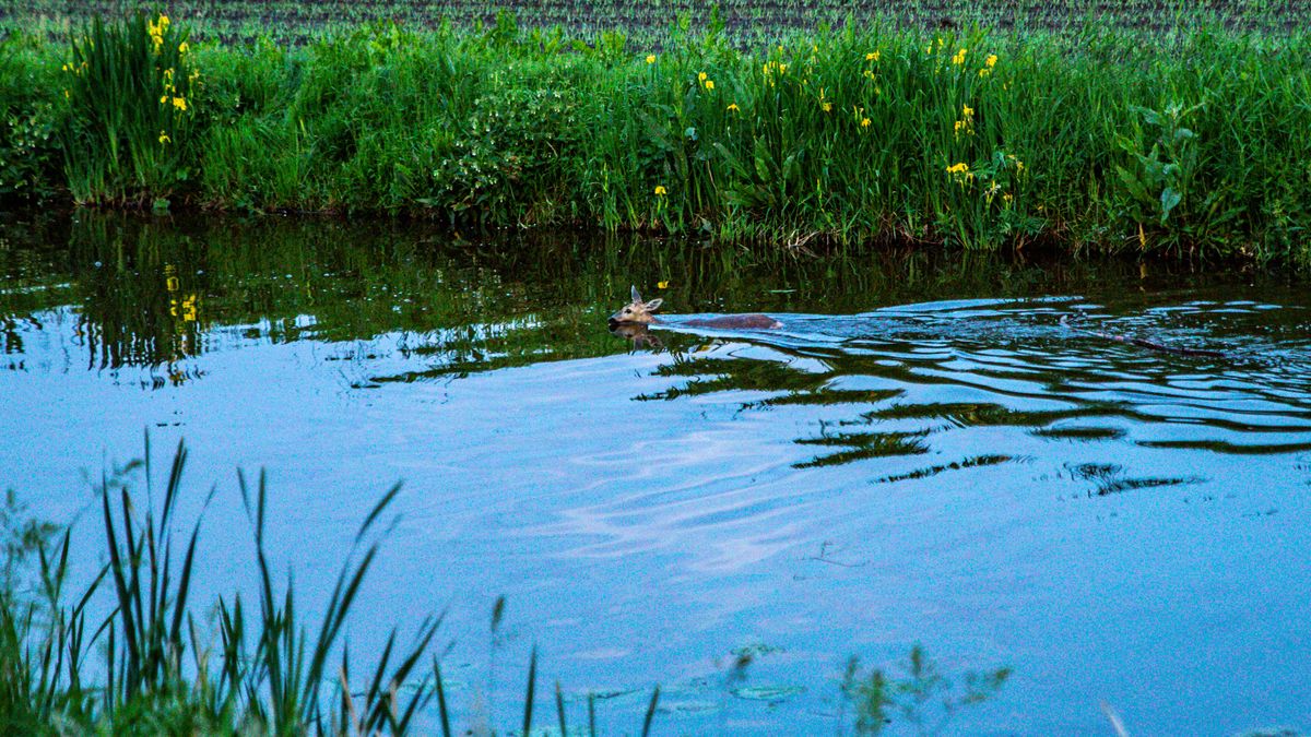 Ree gered uit water in Nieuw-Weerdinge
