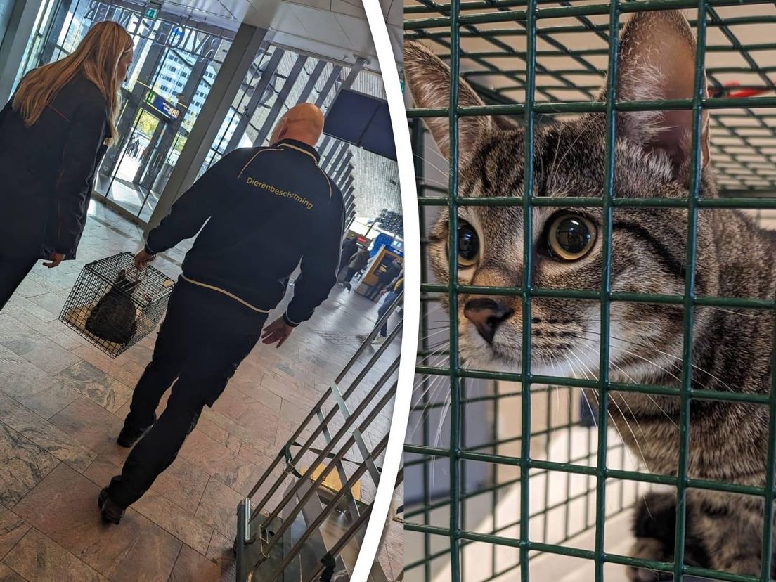 De gevonden kat op Rotterdam Centraal.
