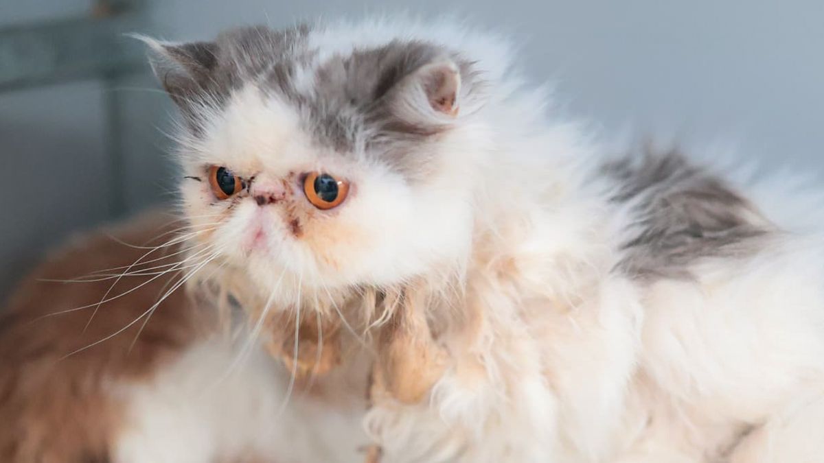 Broodmager, ziek en vol pijnlijke klitten: 21 katten gered uit huis van oud echtpaar