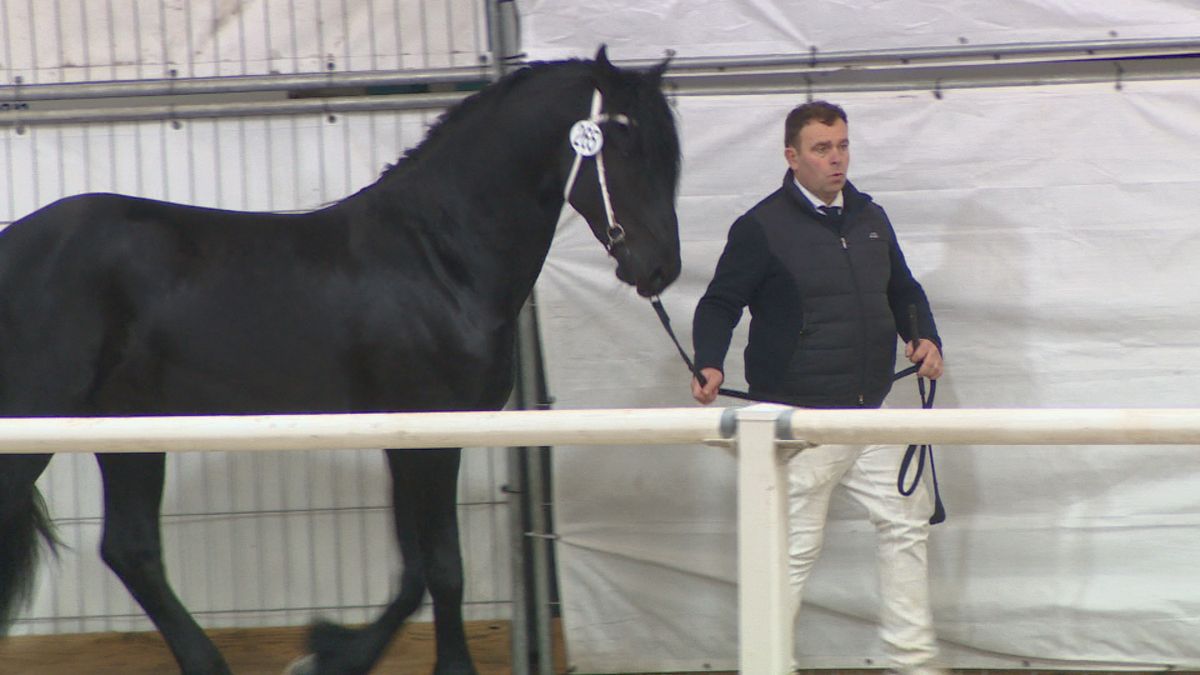 Stal van Age Okkema heeft een nieuwe ster, zo blijkt op de keuring in Harich