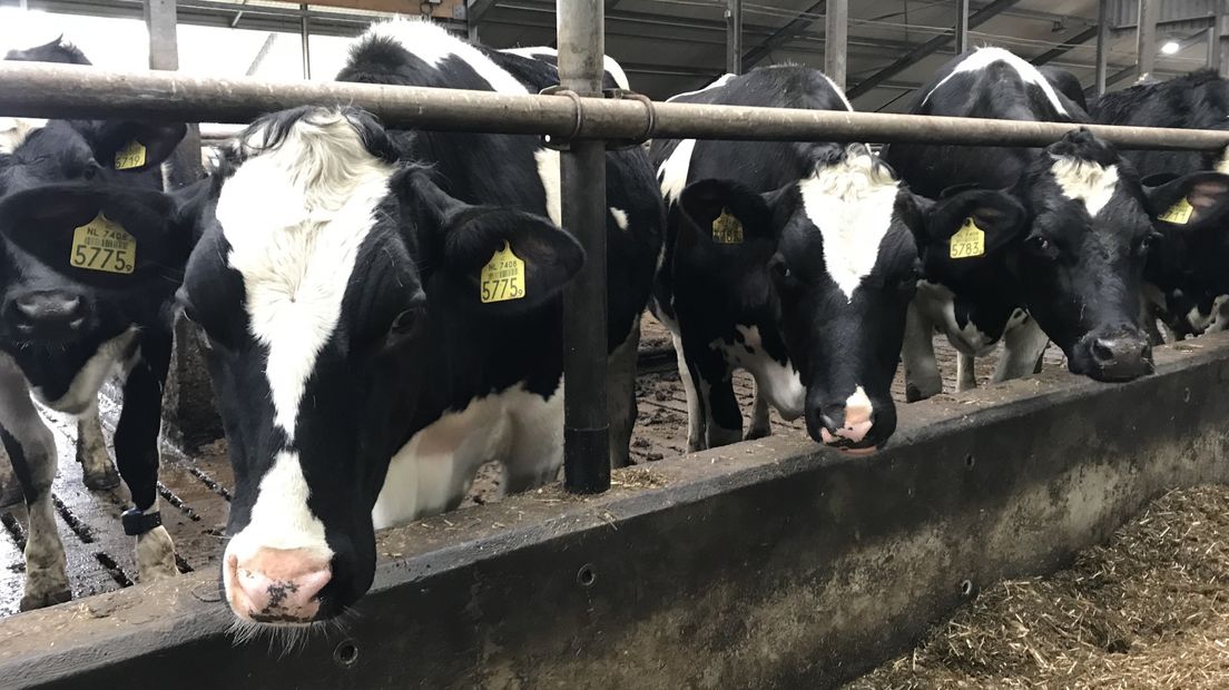Het dioxine-gehalte in het gras bij Attero is voldoende gedaald om het melkvee weer te laten grazen (Rechten: RTV Drenthe/Serge Vinkenvleugel)