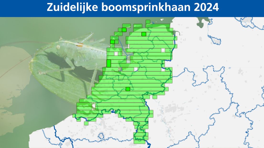 Waarnemingen van de bidsprinkhaan in heel 2024