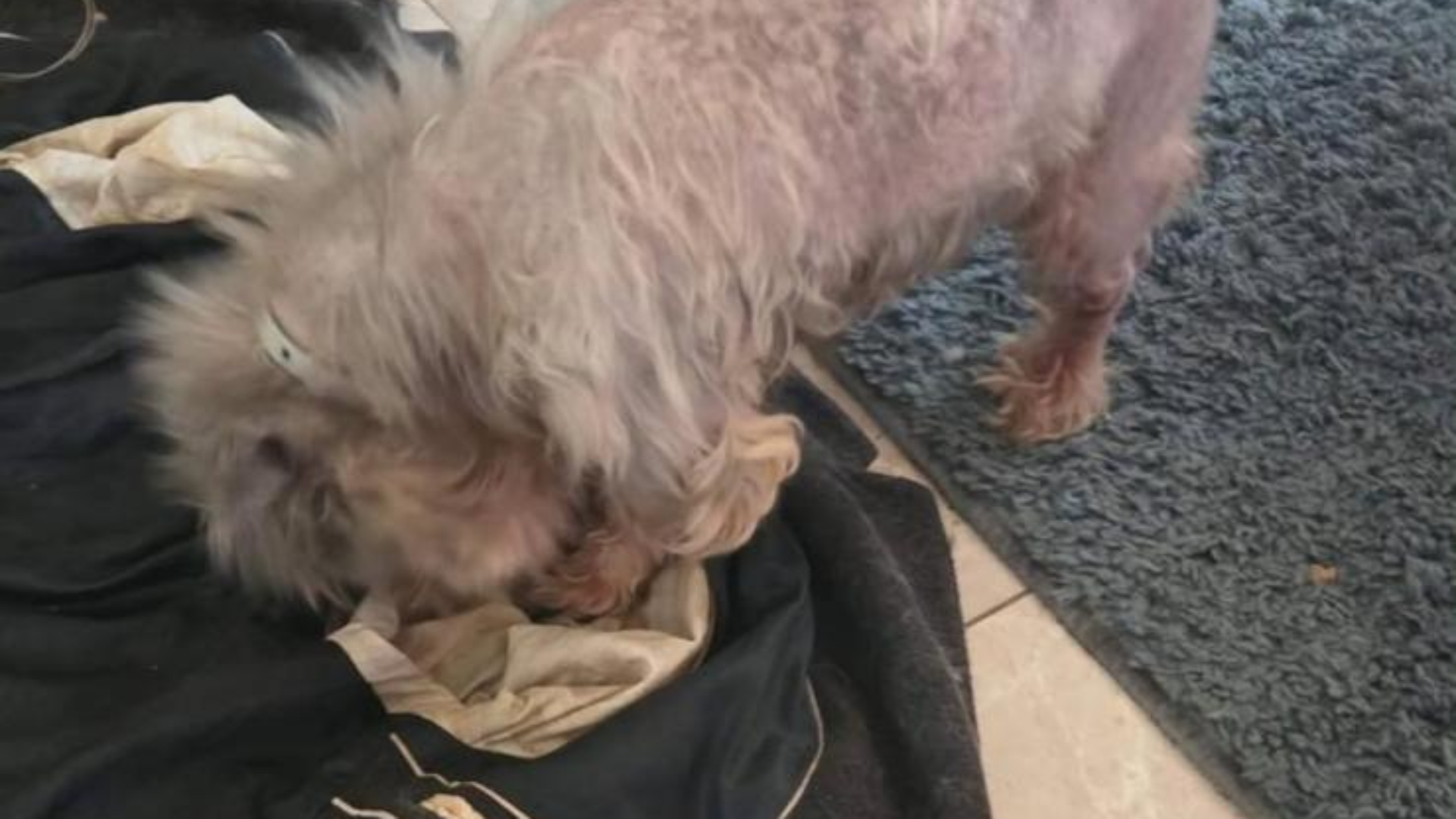 Politie vindt verwaarloosde honden bij bewoner: dieren in beslag genomen