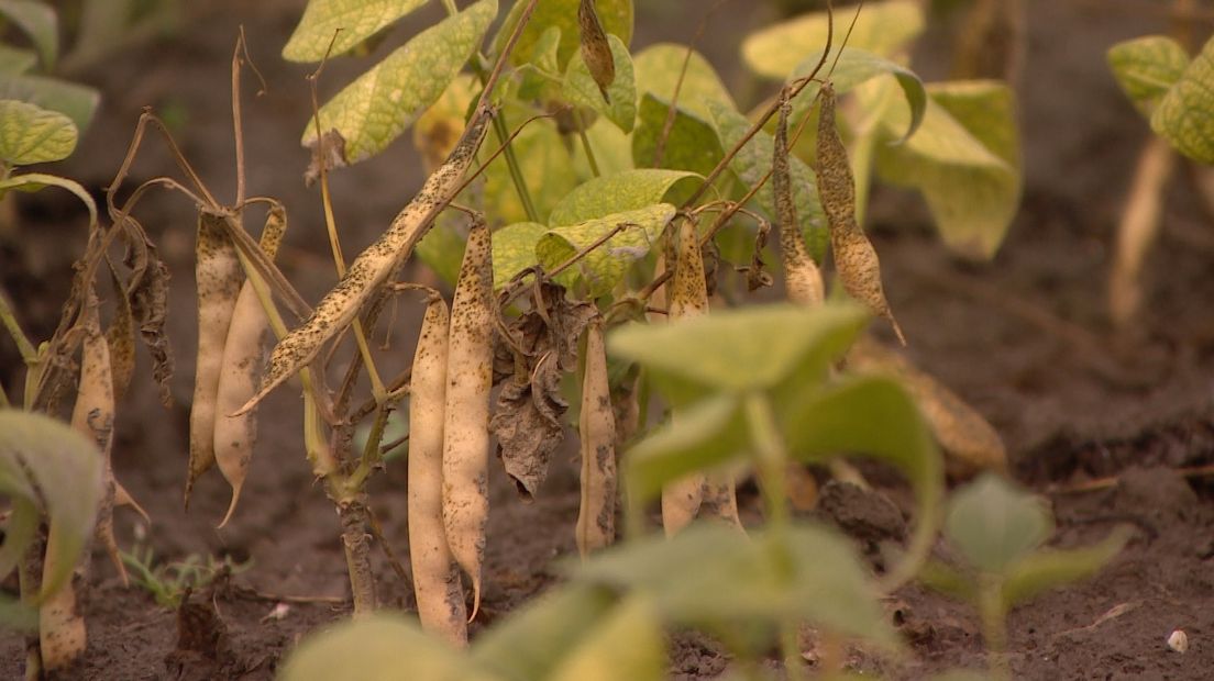 Deze winter geen Zeeuwse bruinebonensoep?